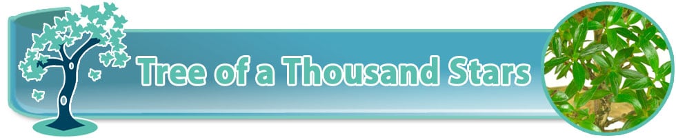 Tree of a Thousand Stars Bonsai trees for sale