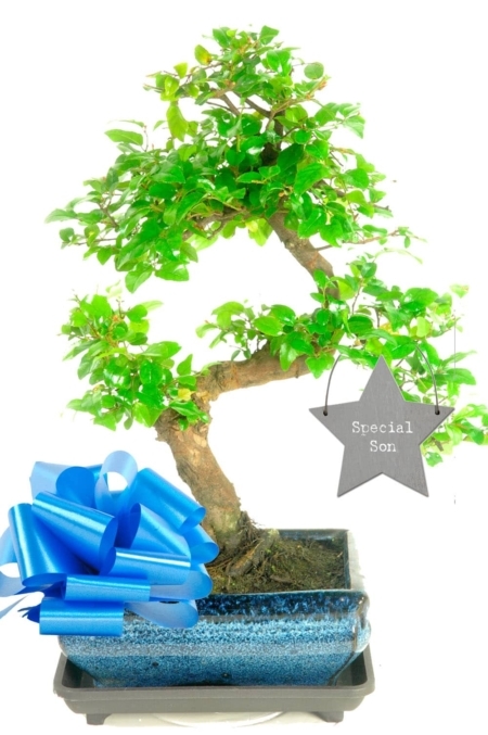 Special Son inspired and unique bonsai gift