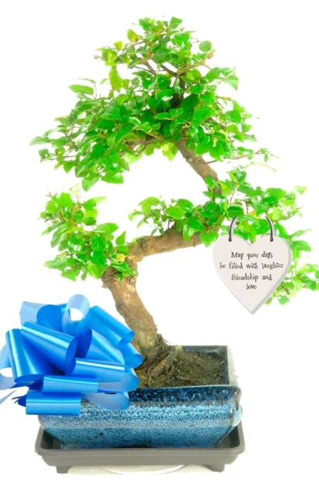 Special brother fruiting bonsai kit