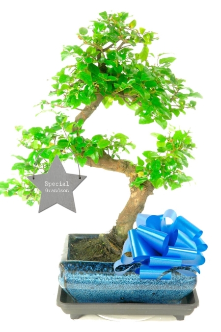 With love for a special grandson on his birthday