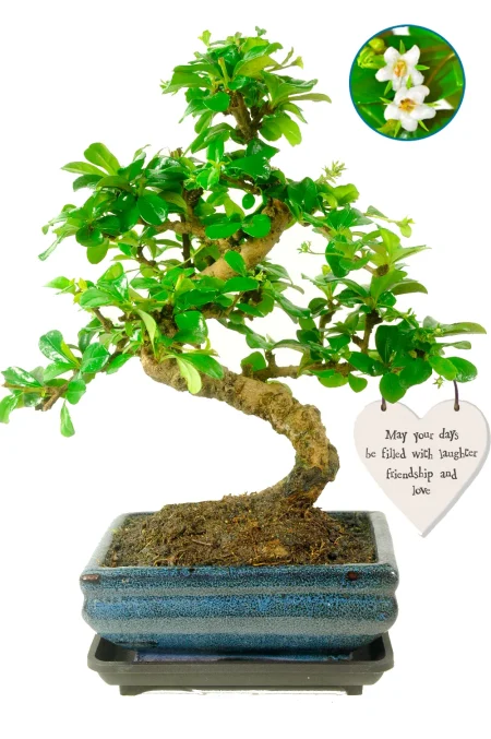 May your days be filled with laughter, friendship & love Bonsai Gift