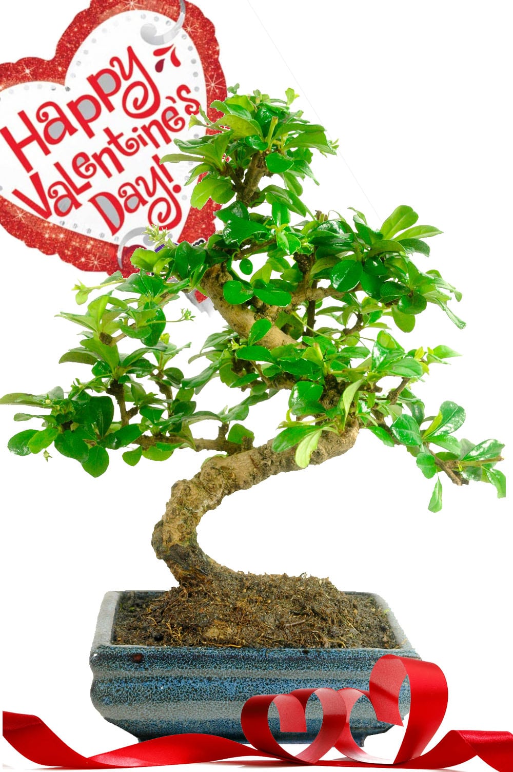 Flowering indoor Valentines Day gift