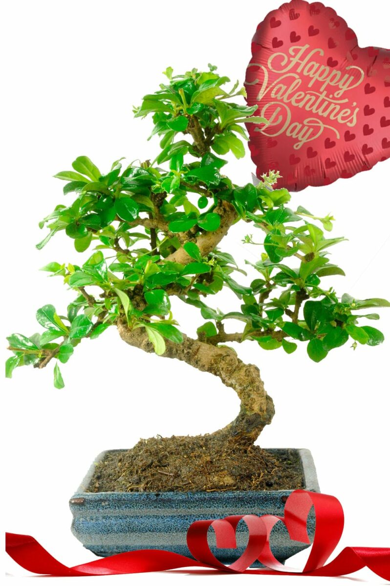 Flowering Fukien Tea Tree Indoor Bonsai Valentine's Delivery!