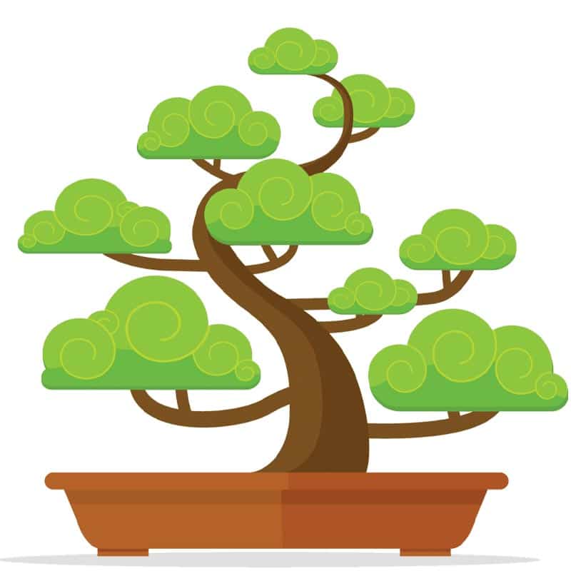 Bonsai tree for sale