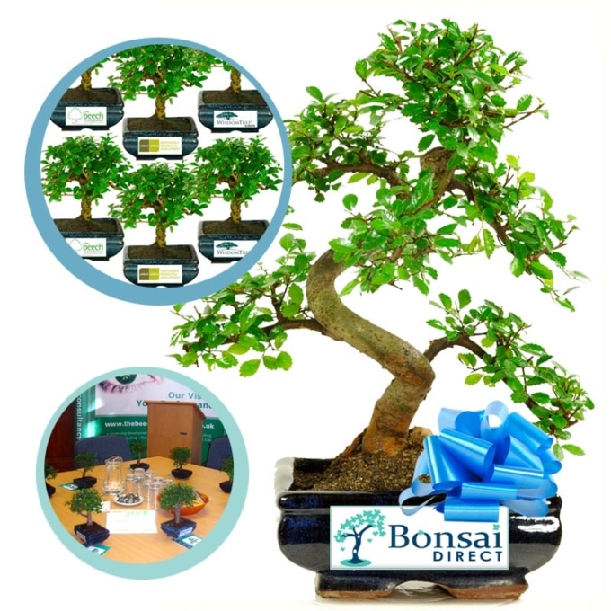 Best Bonsai Trees for Sale UK from the Bonsai Direct Online Shop
