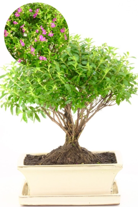 Stunning Flowering Cuphea Bonsai
