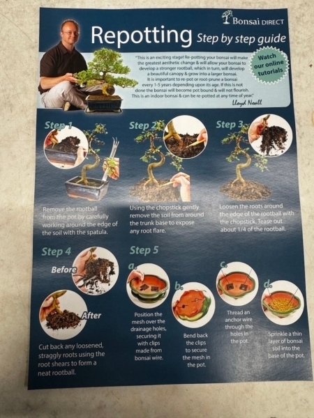 repotting guide