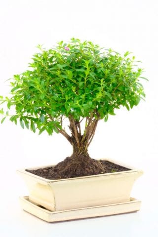 A beautiful cuphea bonsai in a cream ceramic pot