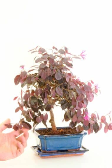 Stunning indoor Blush tree for cool rom with purple leaves and hot pink flowers