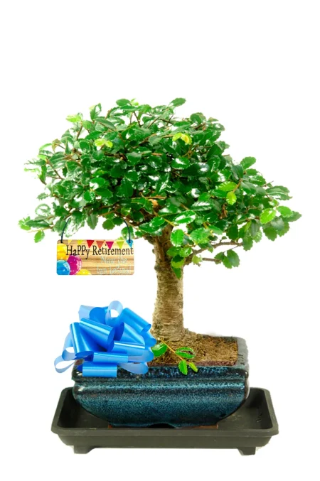 The Perfect Retirement Hobby | Beginner Chinese Elm Bonsai Gift