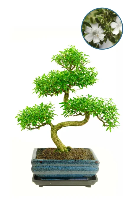 Tree of a Thousand Stars – Serissa foetida Indoor Bonsai