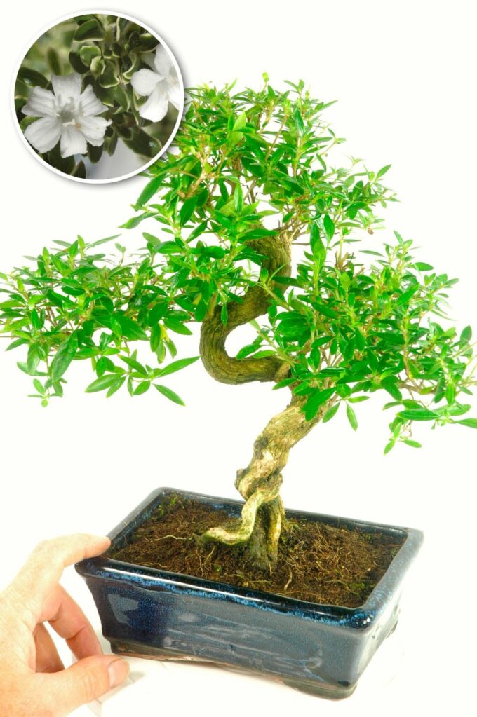 Mid sized tree of a thousand stars bonsai for sale