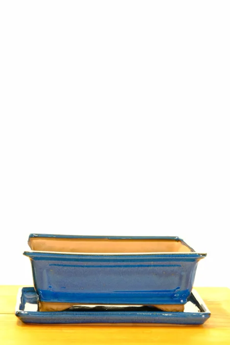 Free Bonsai Re-Potting Guide and Essentials with Our Handmade Ceramic Bonsai Pots UK