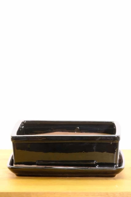 Bonsai accessories for sale UK, free delivery available