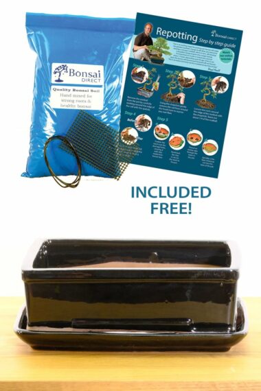 Bonsai pot and free wiring kit, perfect for indoor gardening
