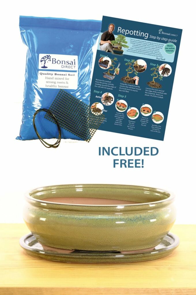 Olive green ceramic bonsai pot with free repotting kit