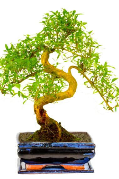 Serissa bonsai tree for sale in blue ceramic pot