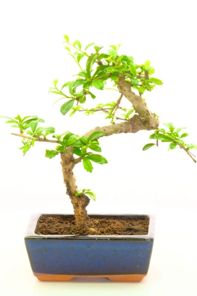 Special Offer Oriental Tea Tree Bonsai with tiny white flowers