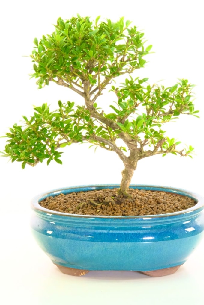 Ilea crenata Japanese Holly evergreen bonsai for sale