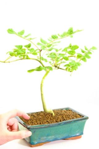 Starter Ash bonsai