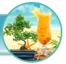 What to do with my bonsai when i am on holiday