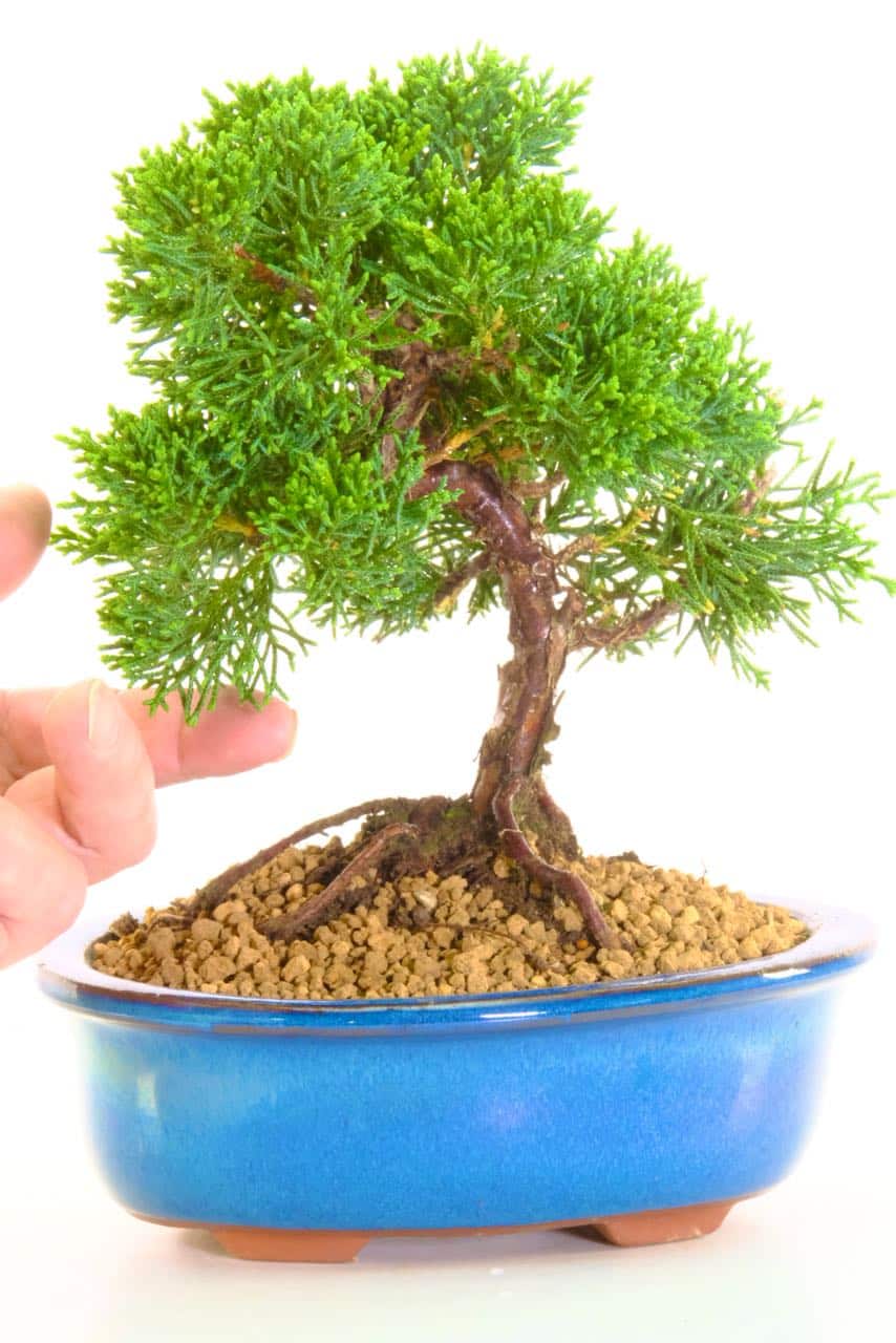 27+ Juniper Bonsai Tree Meaning Full Hobby plan