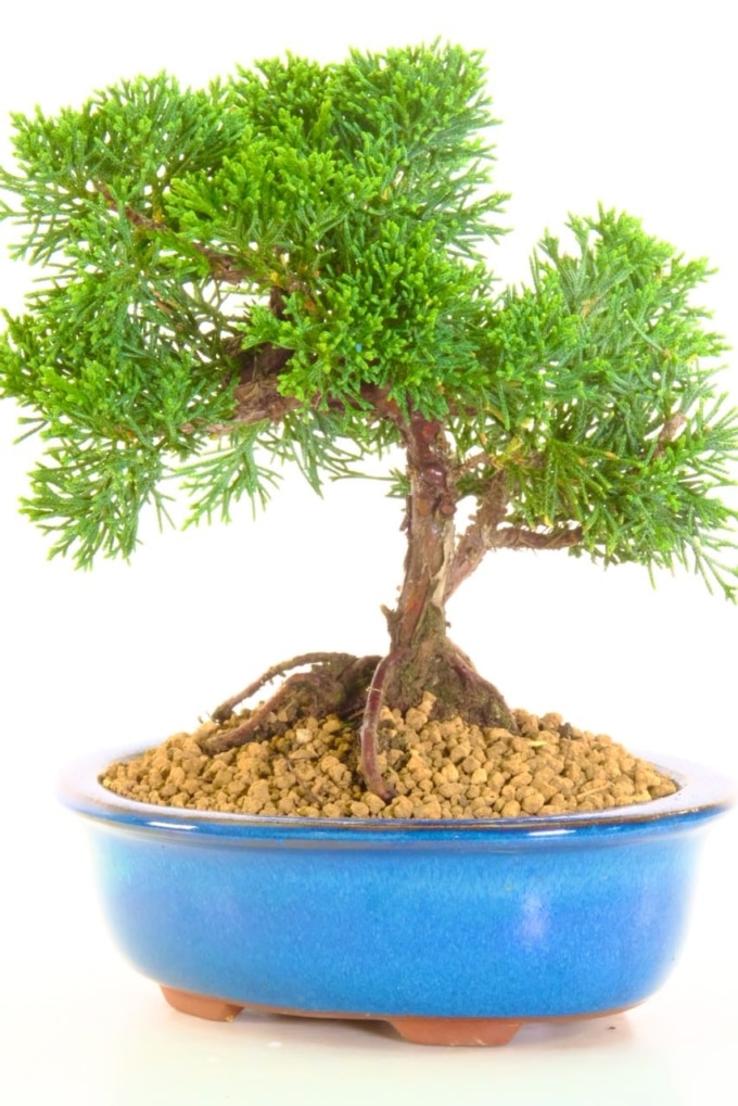 Stunning Chinese Juniper Bonsai with Exposed Roots in a teal Pot UK