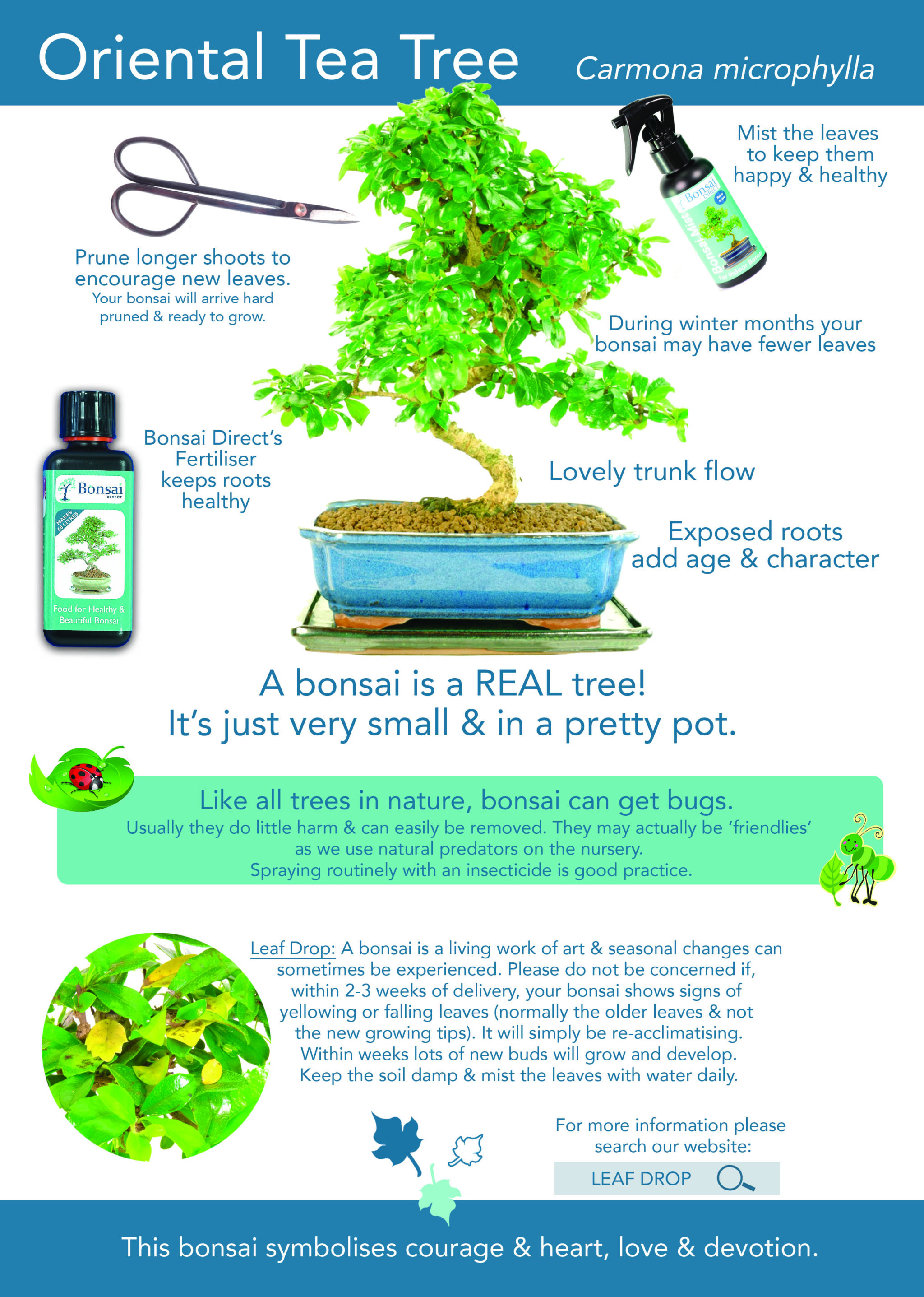 Care guide for your Oriental Tea Tree (Carmona microphylla) indoor bonsai