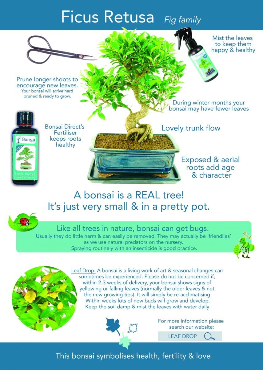 Care instruction guide to help you care for your Ficus bonsai tree
