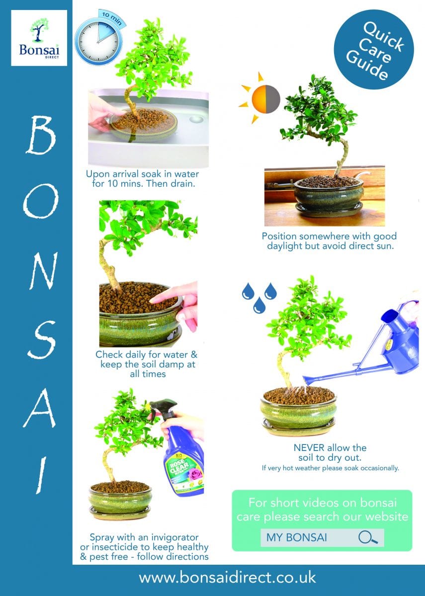 Cuphea bonsai
