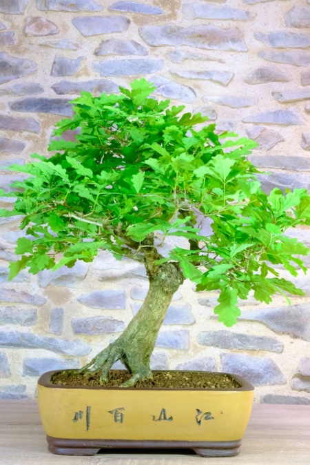 Incredible Oak bonsai for your garden