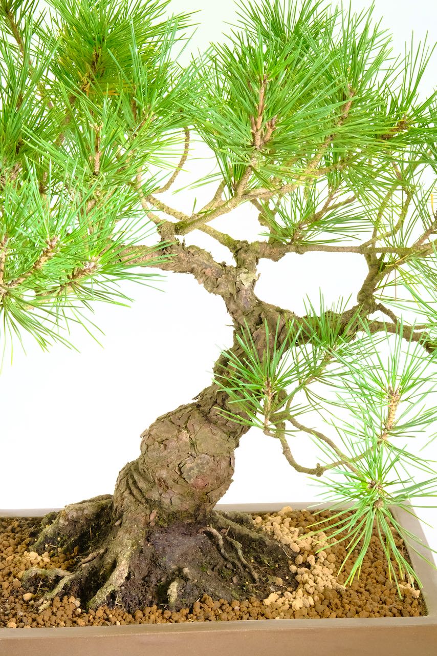 An all time favourite hardy evergreen bonsai