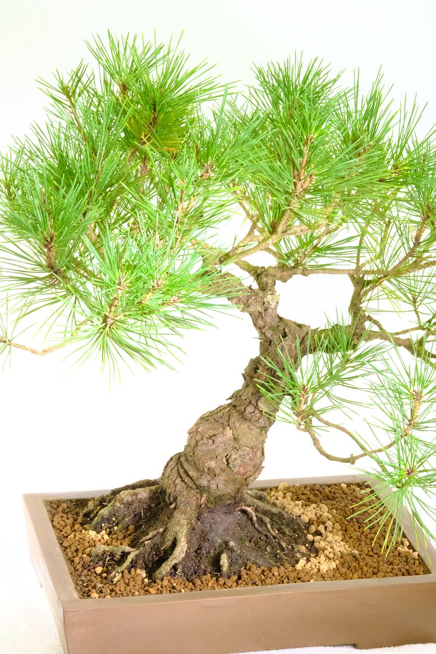 17+ Japanese Black Pine Bonsai Care most complete Hobby plan