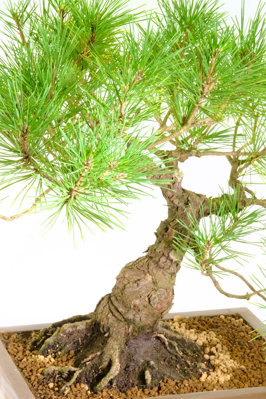 Unglazed rectangular ceramic pot