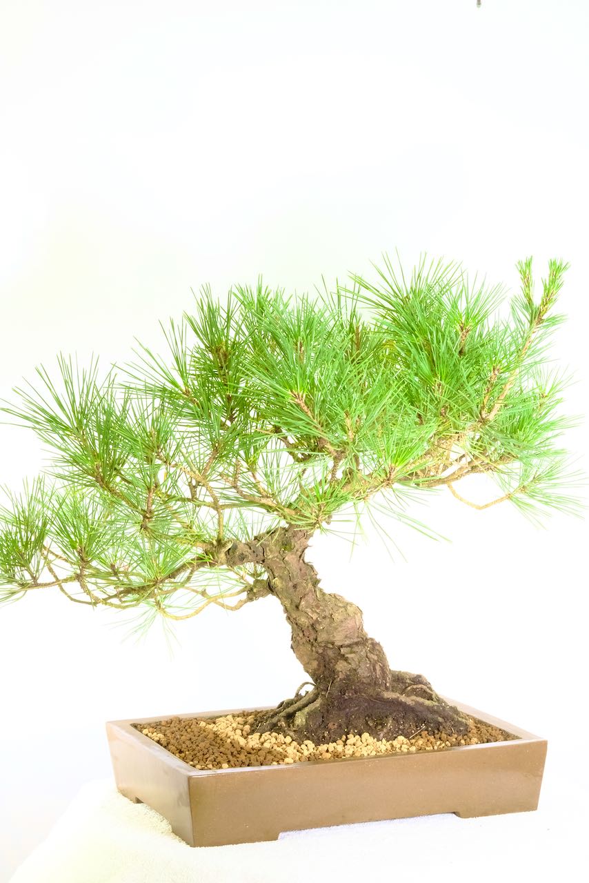 A bonsai for the discerning or collector