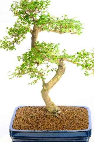 Perfect for all stage of bonsai growers
