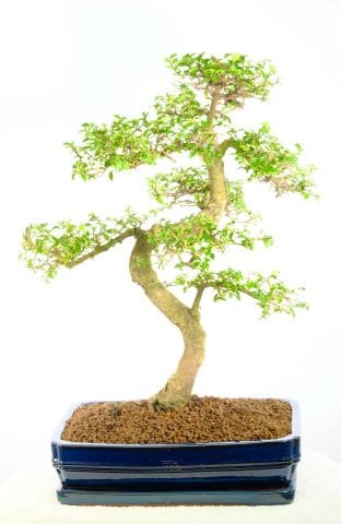 Incredible Chinese Elm bonsai for sale UK