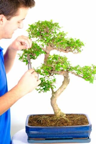 Scale photo of an exemplary Chinese Elm bonsai