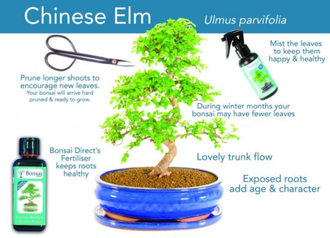 Chinese Elm bonsai tree care sheet
