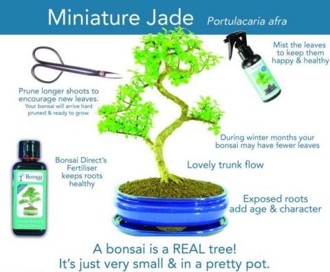 Portulacaria afra / Miniature Jade bonsai tree care sheet