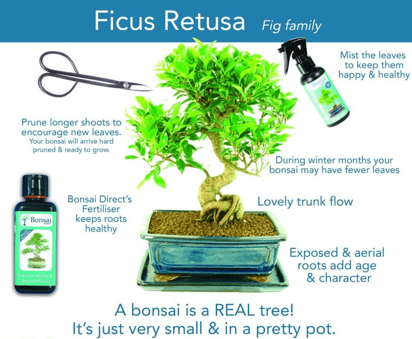 Ficus Bonsai - Care instruction guide to help you care for your tree