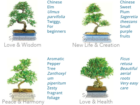 Indoor bonsai tree meanings