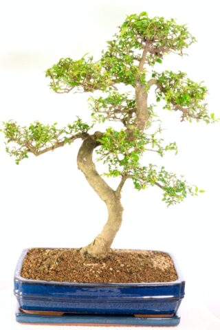 Stunning Extra-Large Premium indoor bonsai