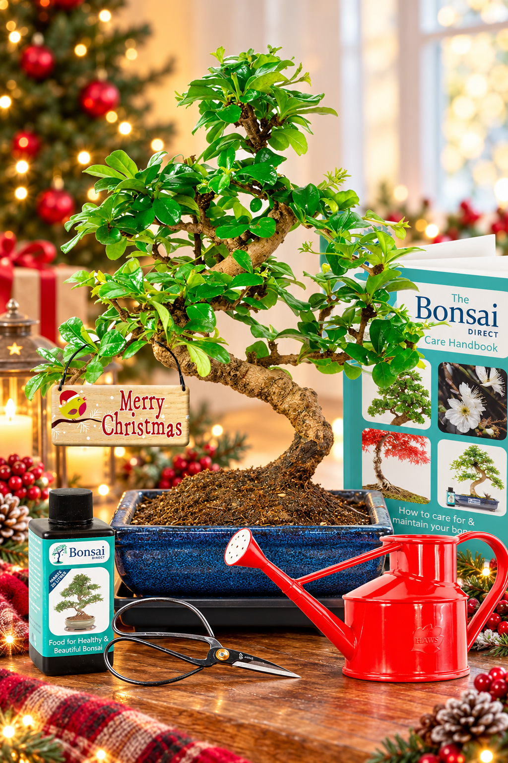 Medium Flowering Christmas Gift Set