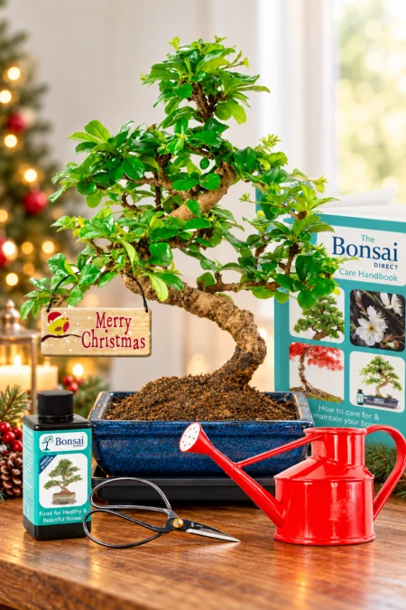 Beginners flowering indoor bonsai tree Kit Christmas gift