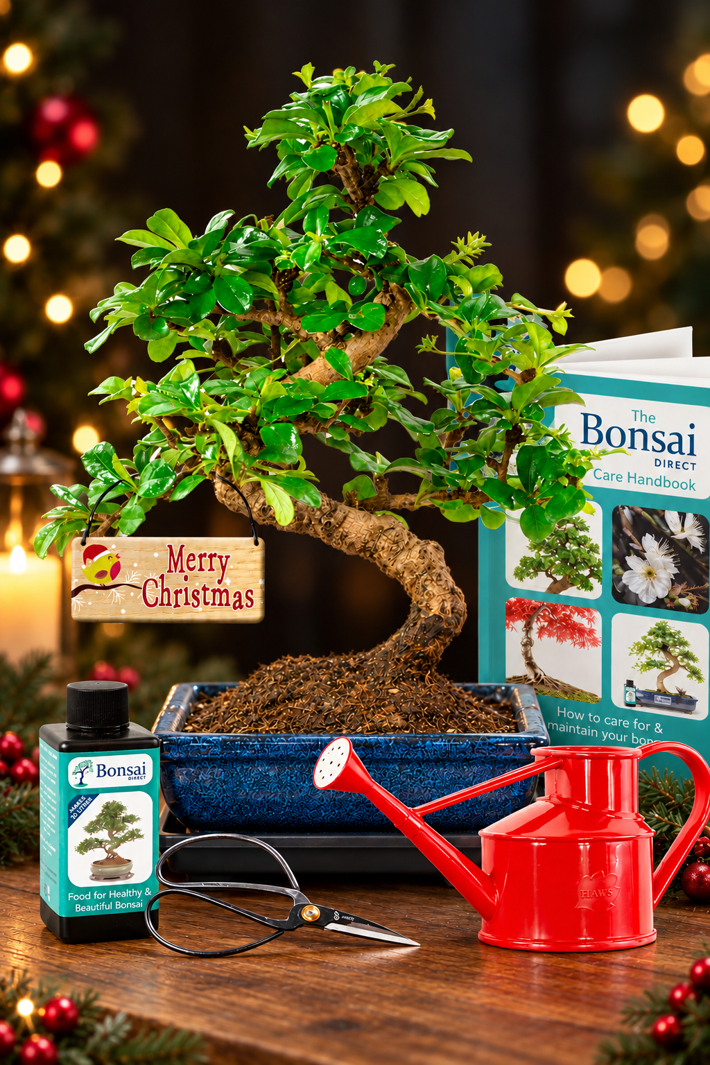 Top selling Christmas Bonsai tree starter kit for sale