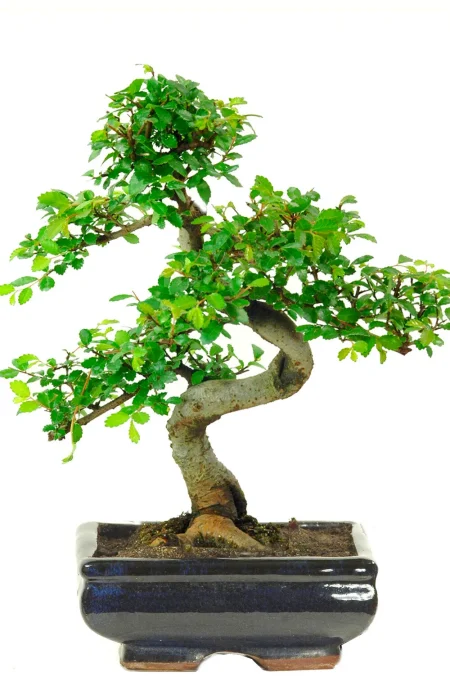 Best Bonsai Trees for Indoors – S-Shaped Chinese Elm Bonsai (8 Years)