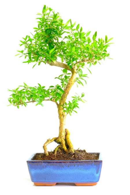 Neagari Serissa Bonsai Tree – 12 Years Old (Serissa foetida)