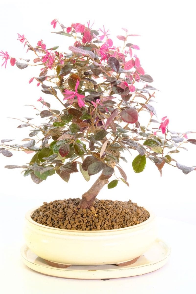 Stunning premium range Chinese Blush tree