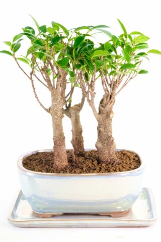 Triple Ficus bonsai arrangement for sale UK